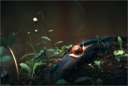 Скитаясь в травах Медленная улитка Повсюду дома