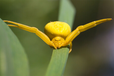 Вот какую поймал !