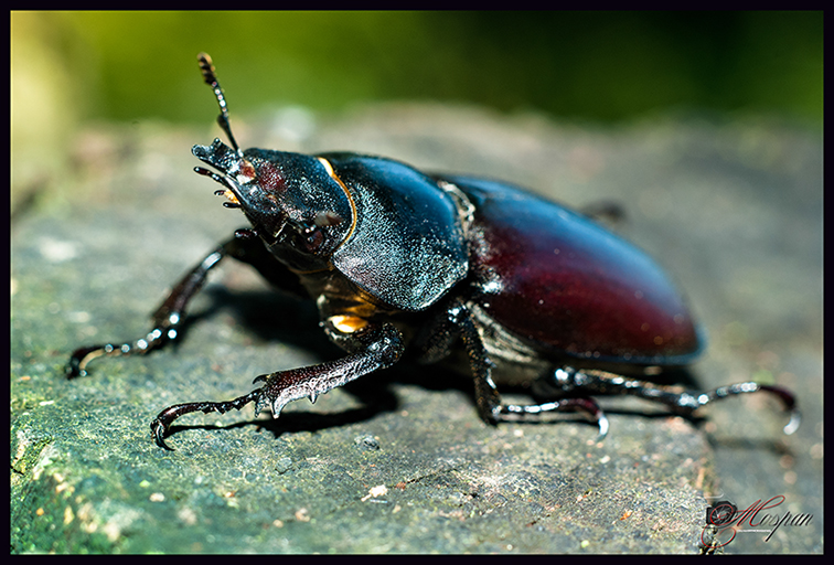 Lucanus cervus - самка!