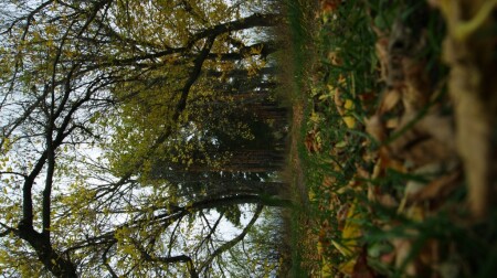 Зеленая тропа