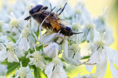 Победа камуфляжа над мимикрией.