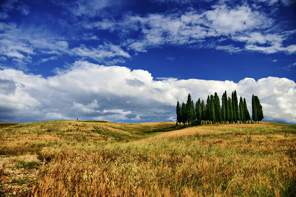 S. Quirico,Toscana. Italia.