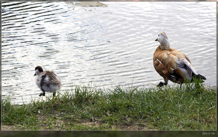 Марш, марш, левой.