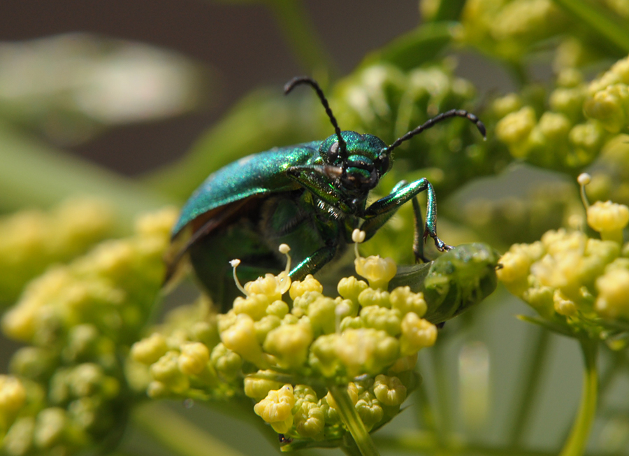 Шпанская мушка (Lytta vesicatoria)