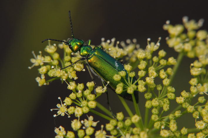 Шпанская мушка (Lytta vesicatoria)