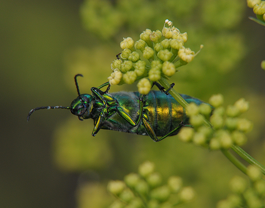 Шпанская мушка (Lytta vesicatoria)