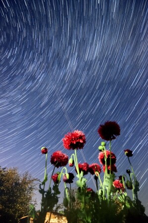 звездные маки