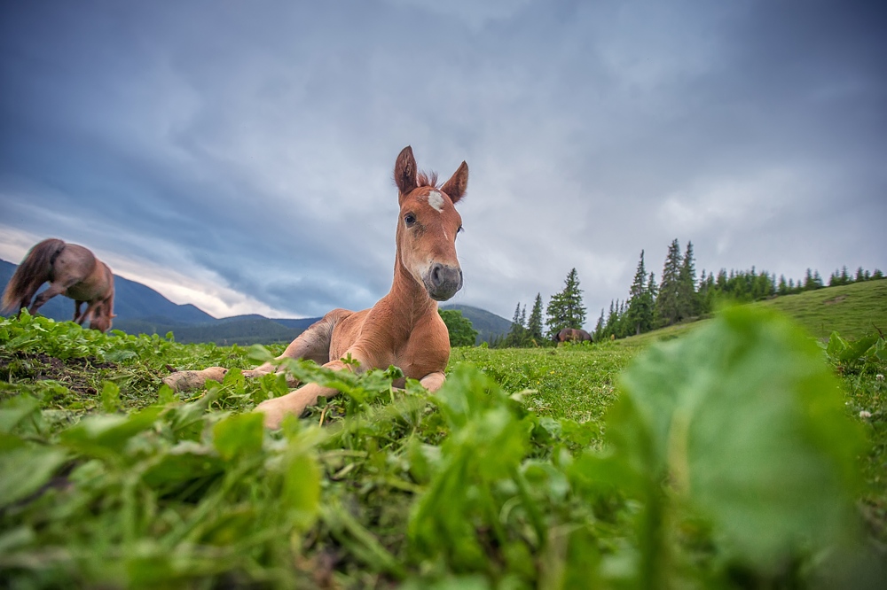 leggy mini-horse