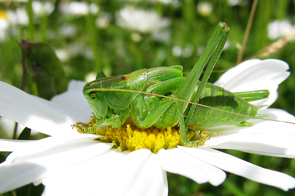 iGrasshopper