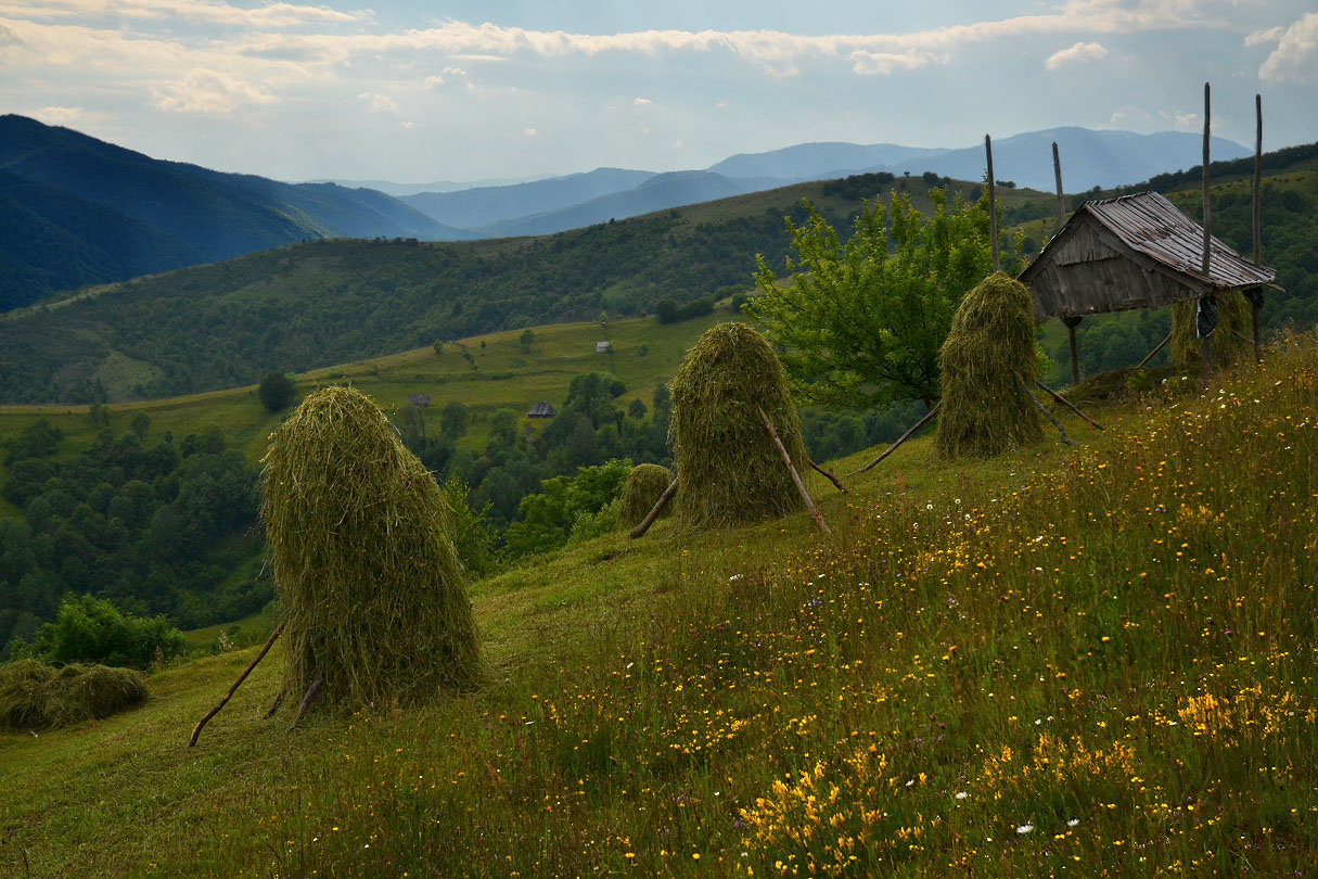 Запахи трав