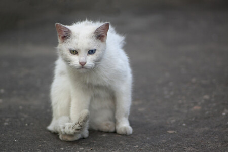 Бездомная кошка