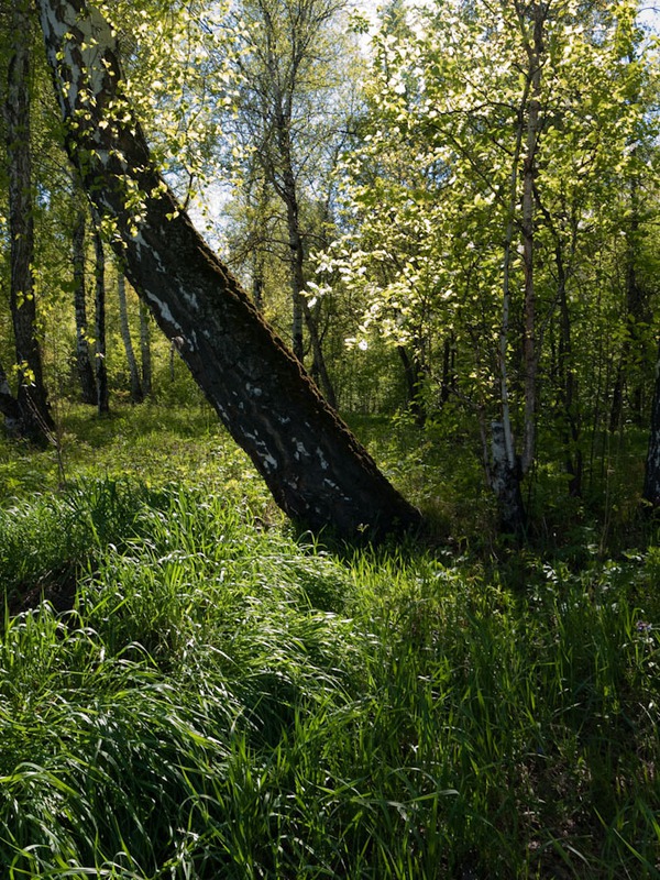 Майский этюдик