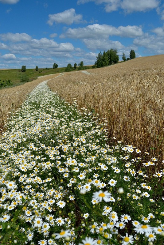 ромашковая дорога