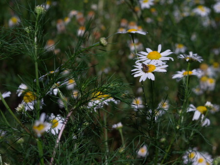 3 Ромашки на Индустар-50 2