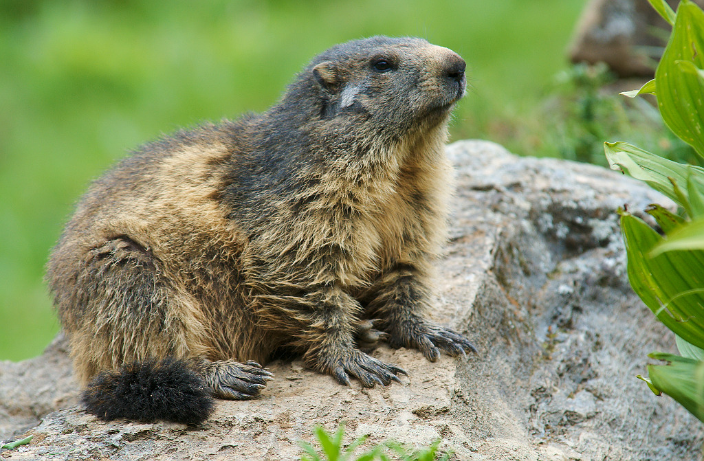 Marmotte