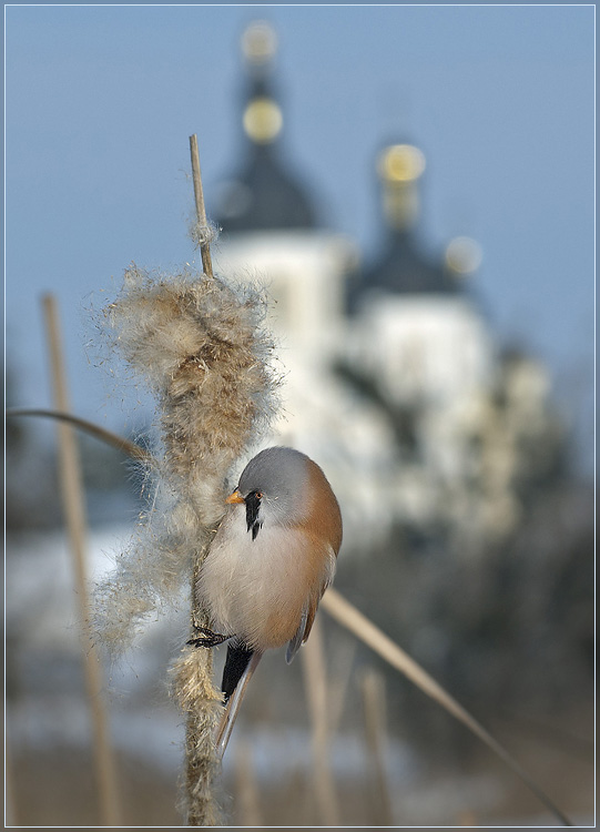 Церковная