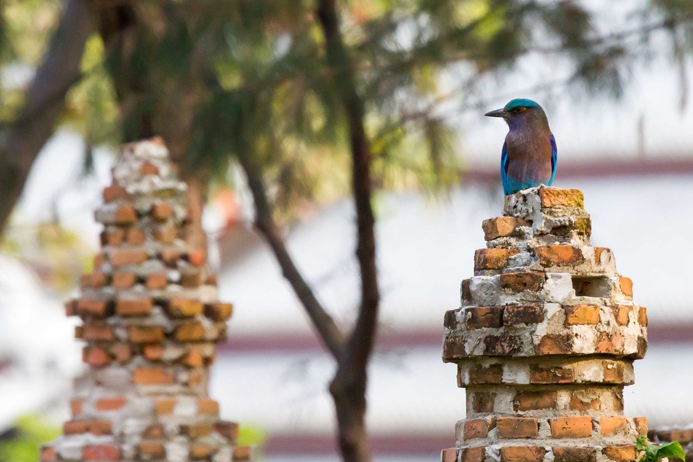 Turquoise bird