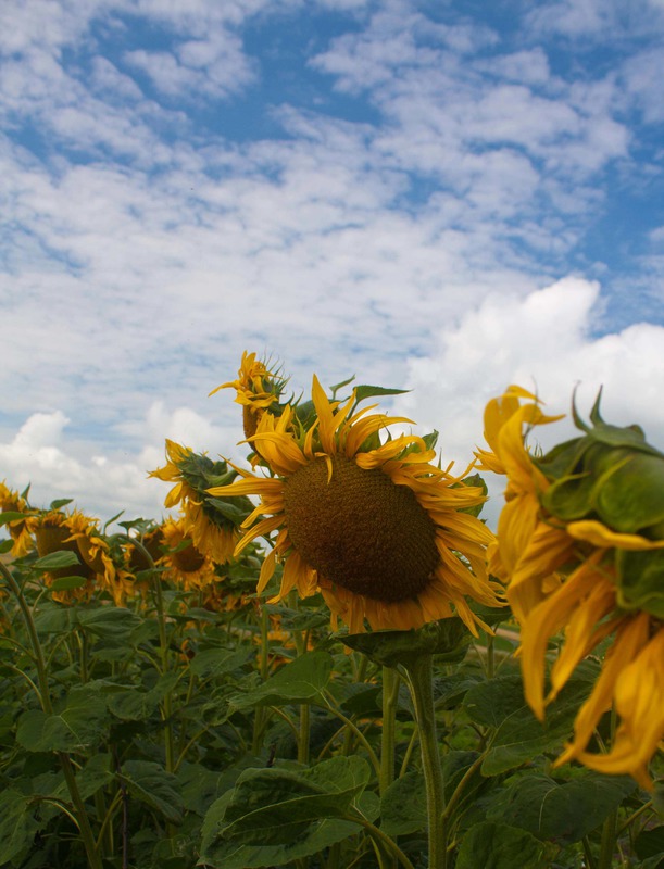 sunflowers