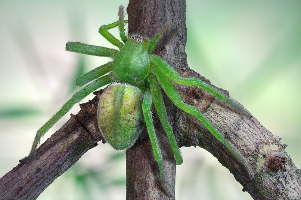 Микроммата зеленоватая (Micrommata virescens)