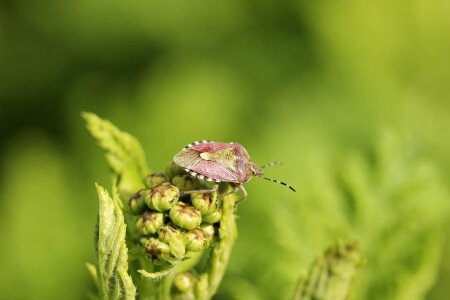 Любопытный