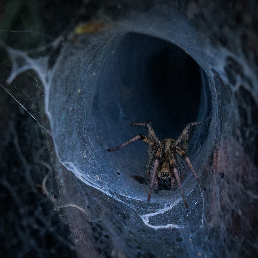 The Spider Hole