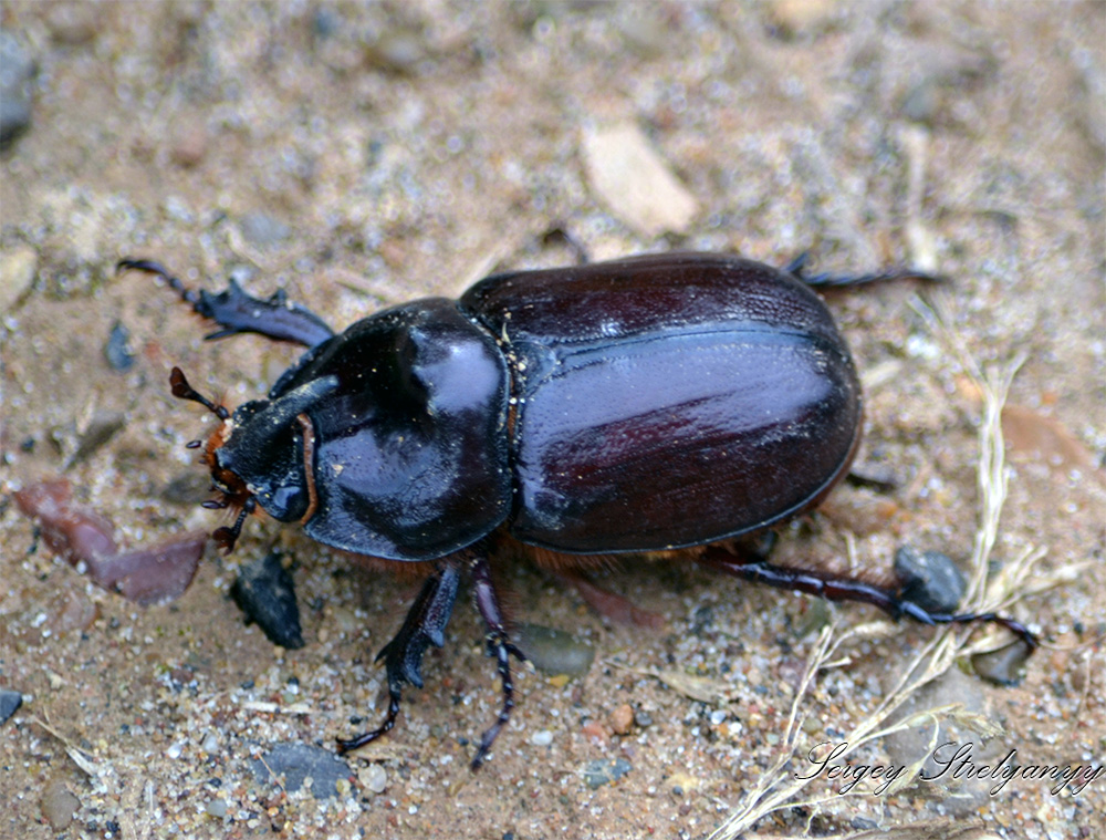 Жук-носорог (Oryctes nasicornis)