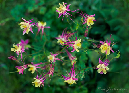 Вальс цветов
