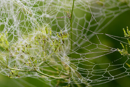 Сети расставлены...