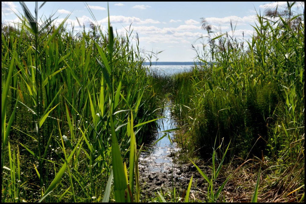 Дорога к воде