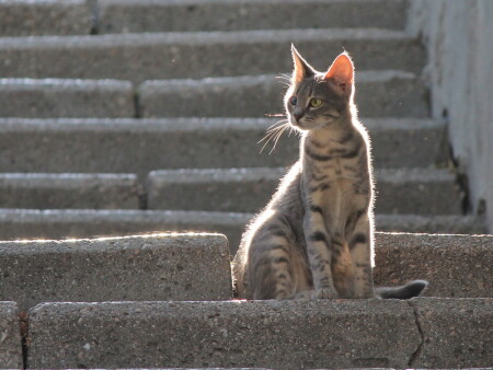 Сами мы местные - черноморские.