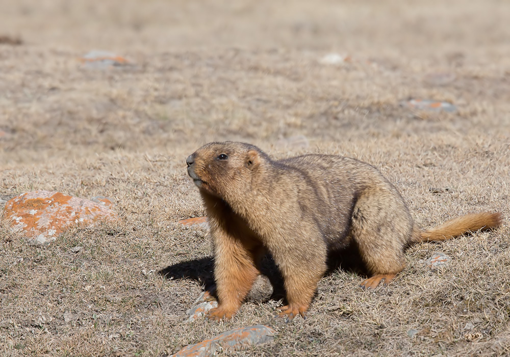 Срок сурка. Marmota baibacina) серый сурок. Серый Алтайский сурок. Желтобрюхий сурок. Сурок Степной, Байбак (Marmota Bobak).