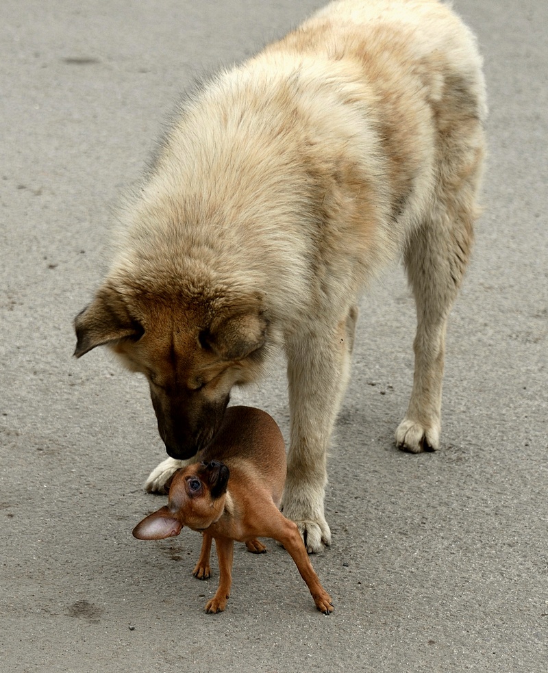 Ай моська...