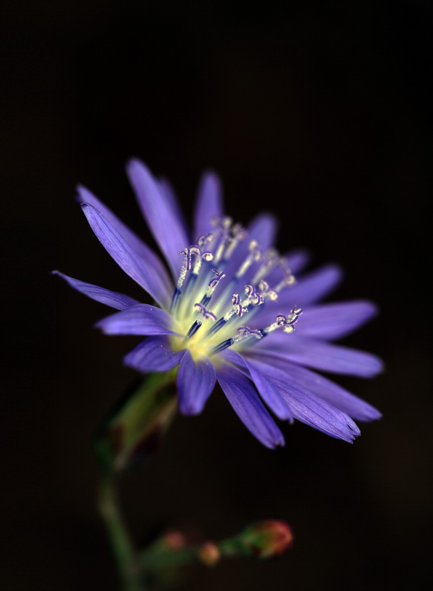 Mysterious blue flower