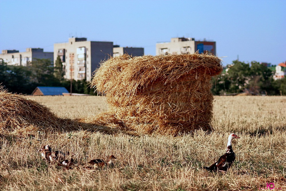 Гусиная прогулка.