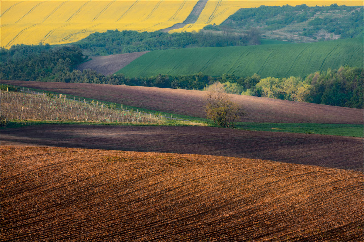 / MORAVIAN FIELDS /