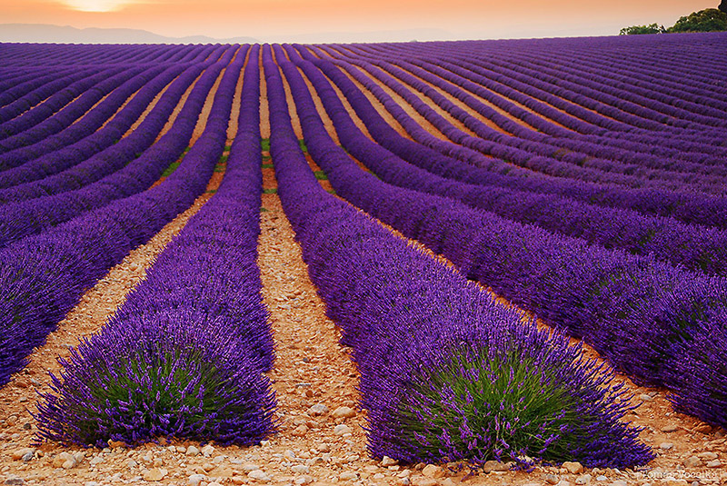 Provence