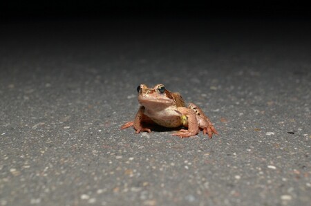 Ночная встреча