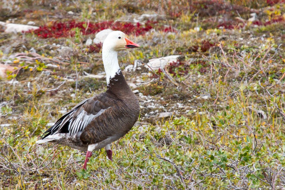 Snow Goose