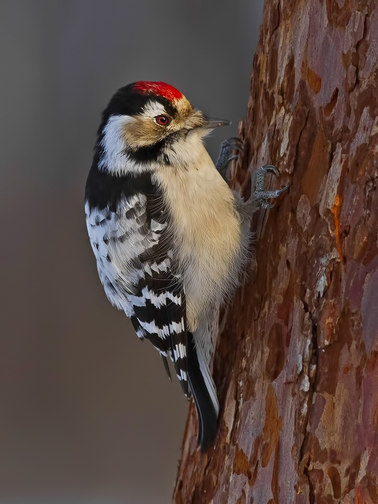 Lesser spotted woodpecker