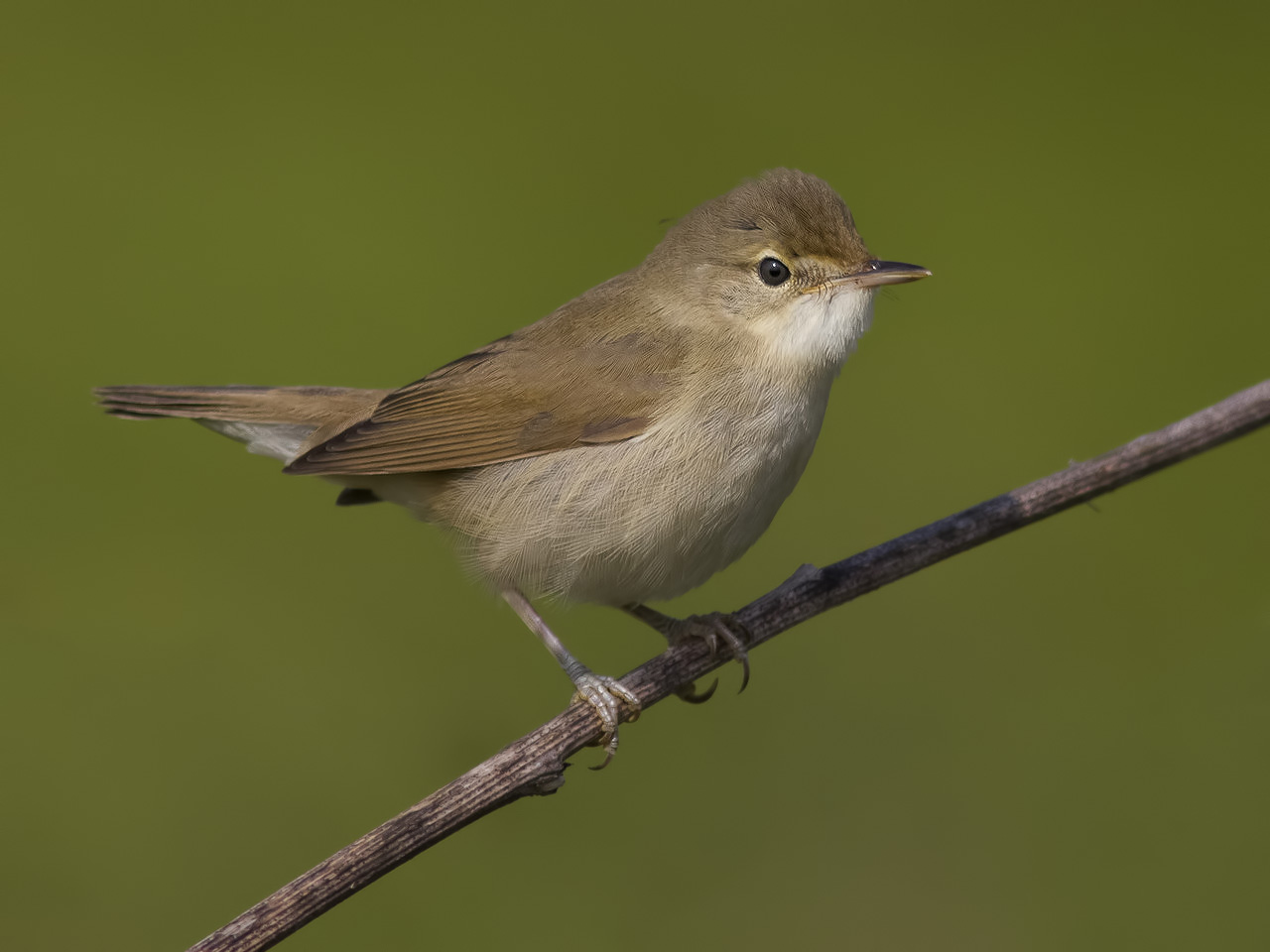 Marsh Warbler.