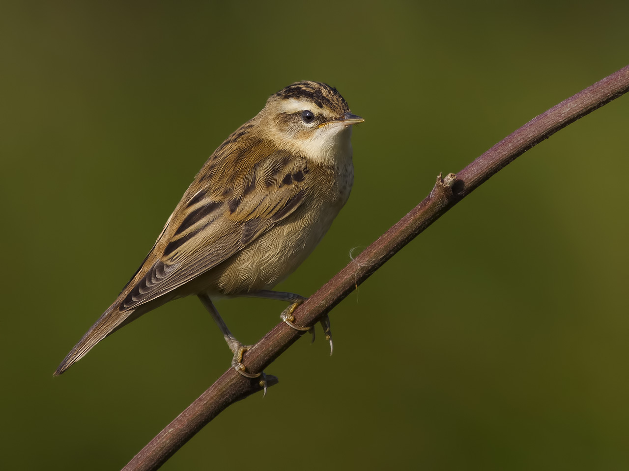 Sedge warbler