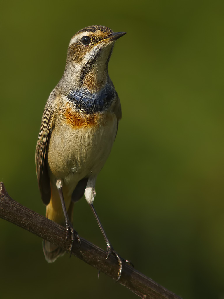 Bluethroat