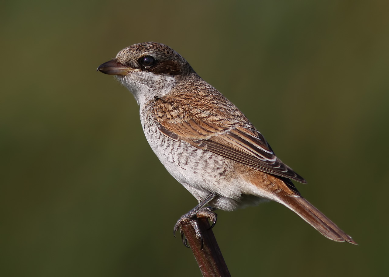 Red-backed shrike