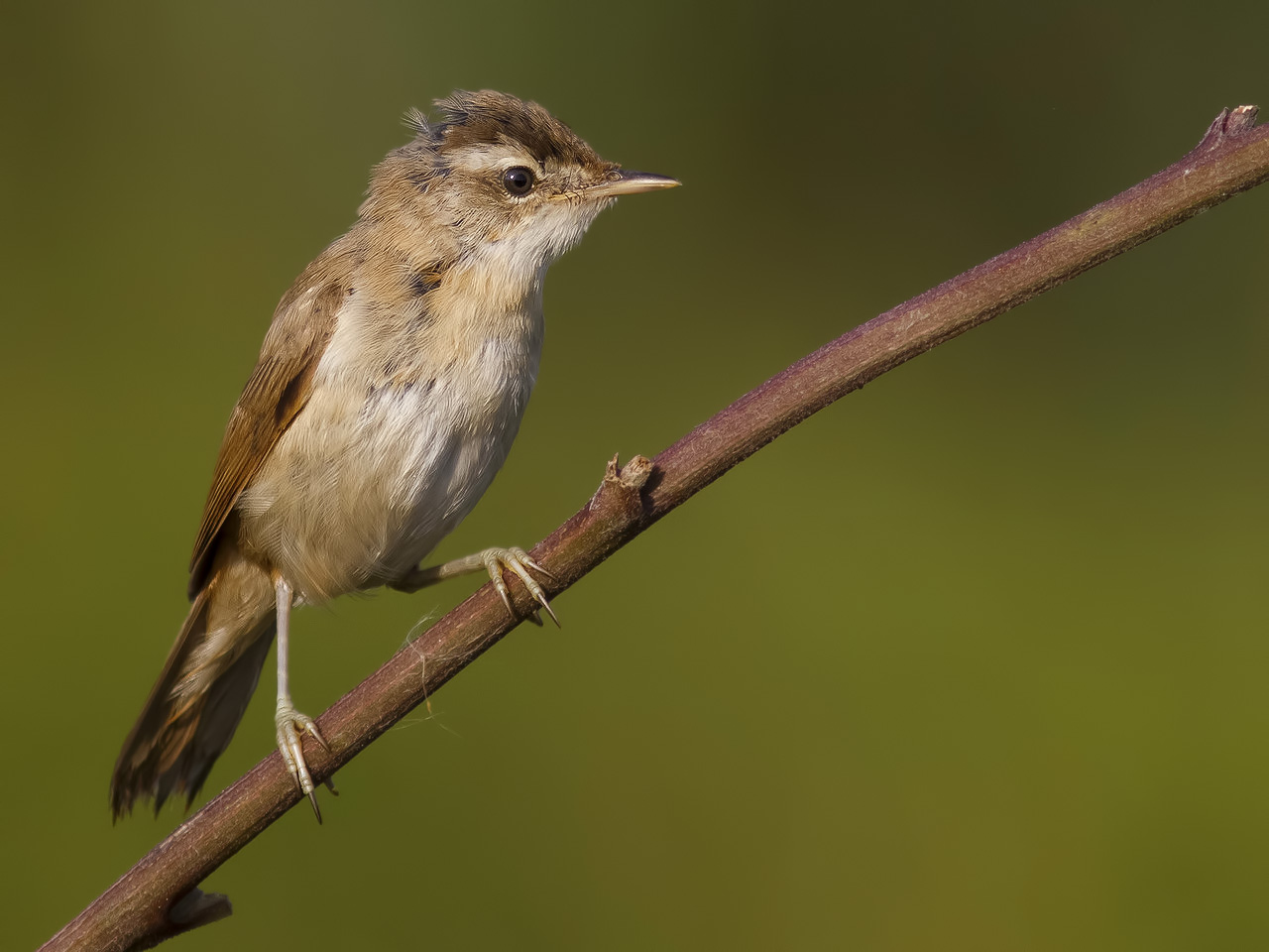 Paddyfield Warbler.