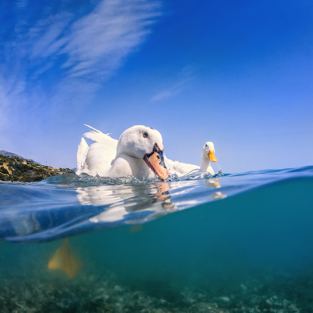 Ducks in the sea