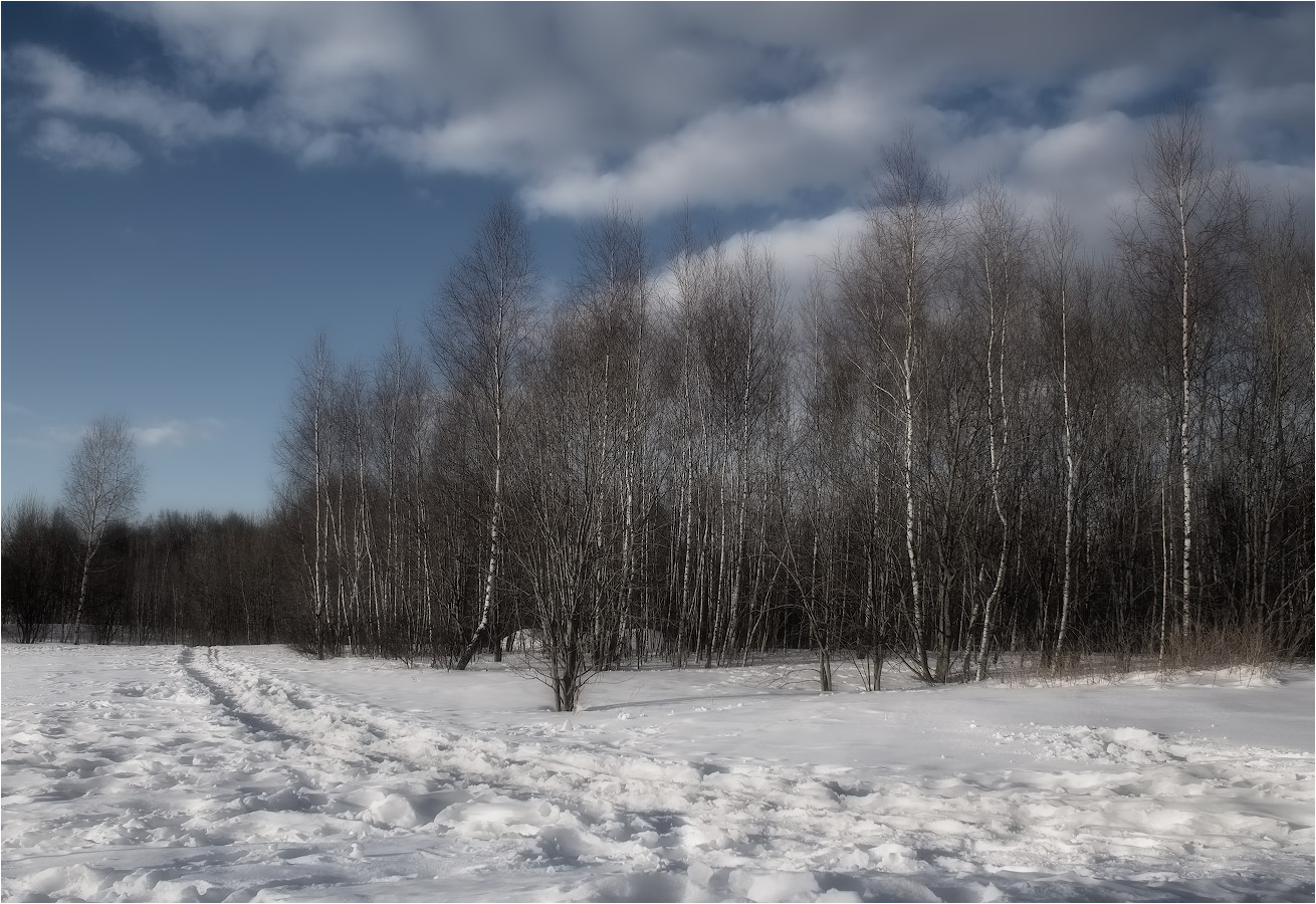 Январские берёзы