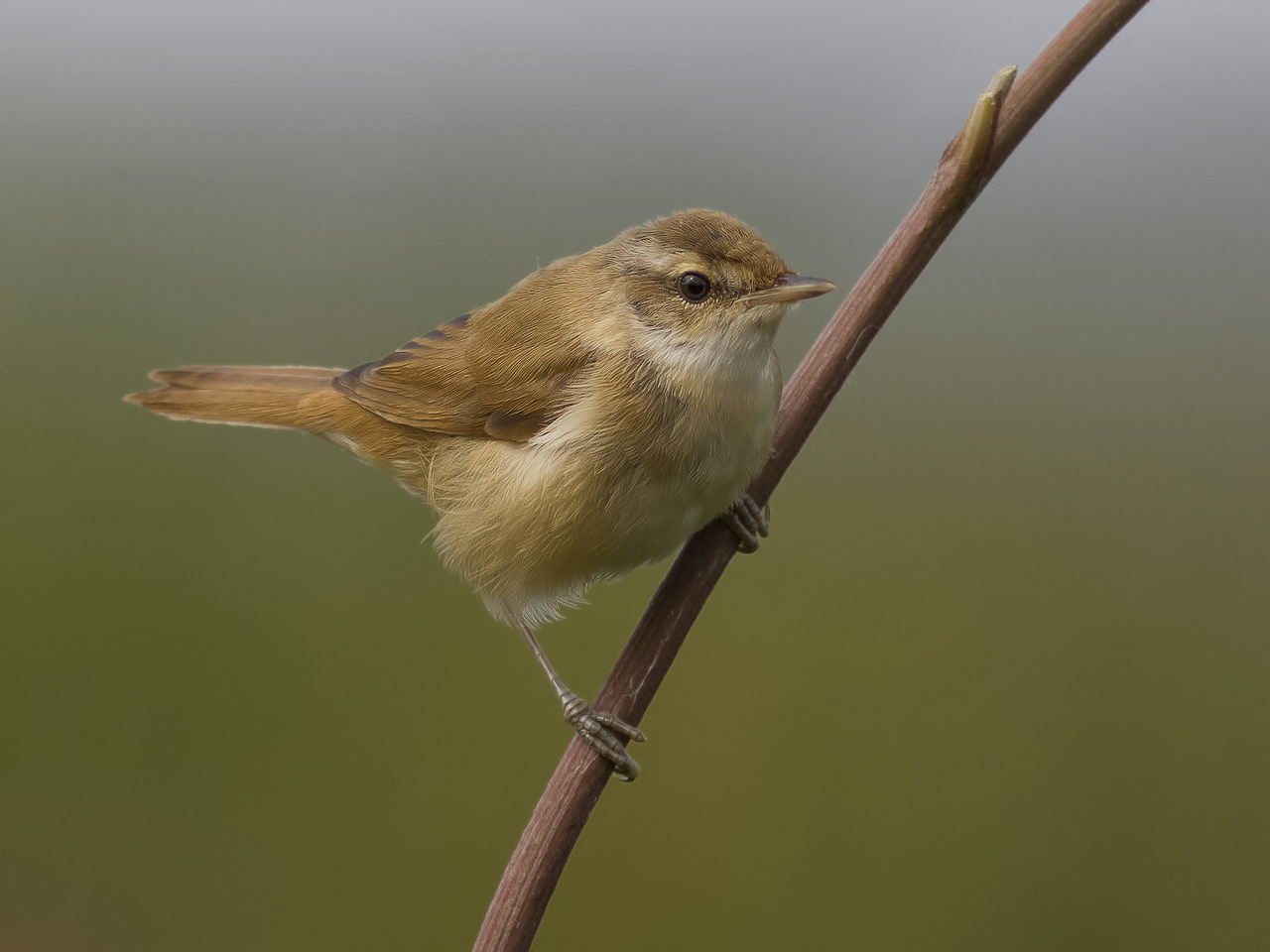 Paddyfield Warbler.