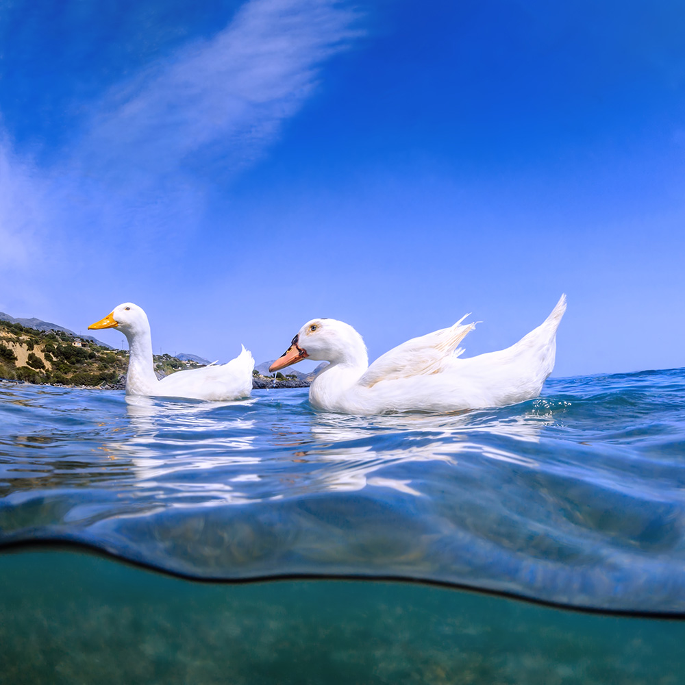 Ducks in the sea