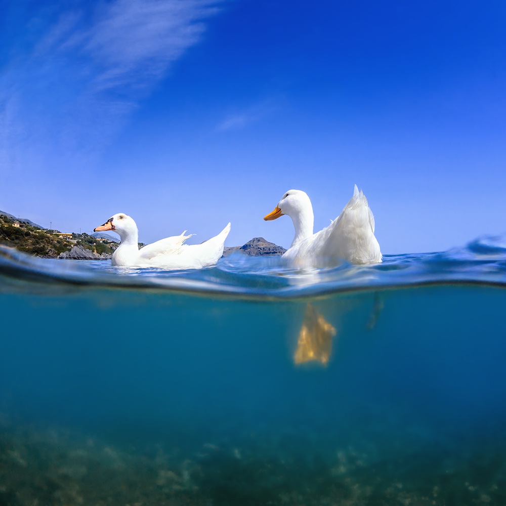 Ducks in the sea