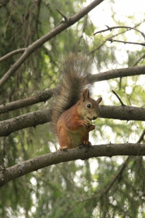 &amp;quot;Гроза орехов&amp;quot;